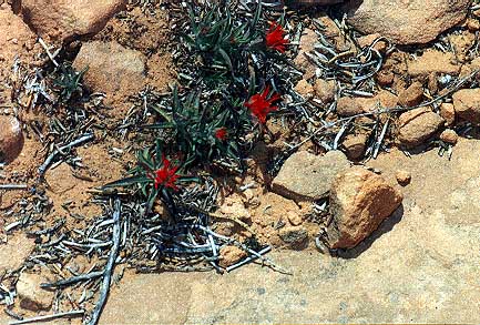 Beautiful red flowers near Delicate Arch vista