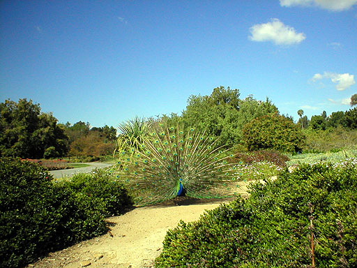 Peacock