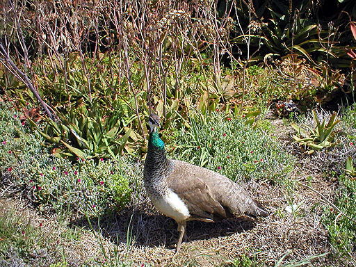 Pheasant