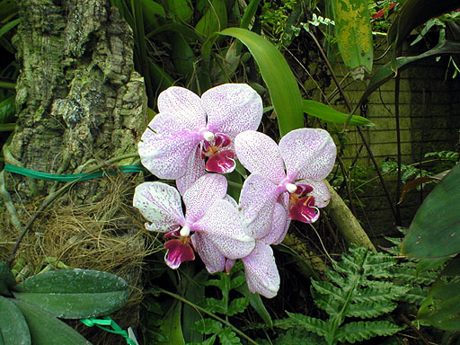Orchid
