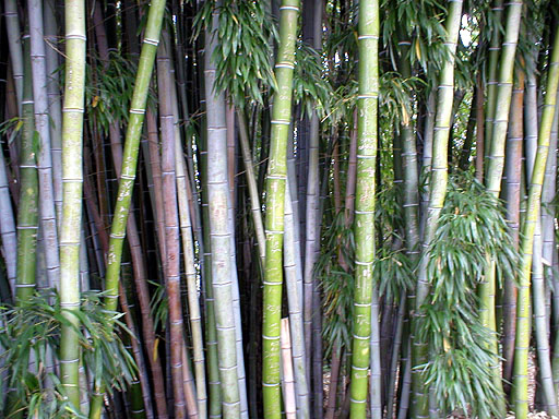 Bamboo
