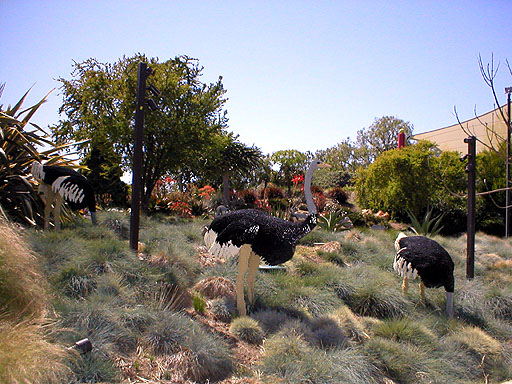 Ostriches