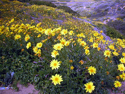 Yellow Flowers