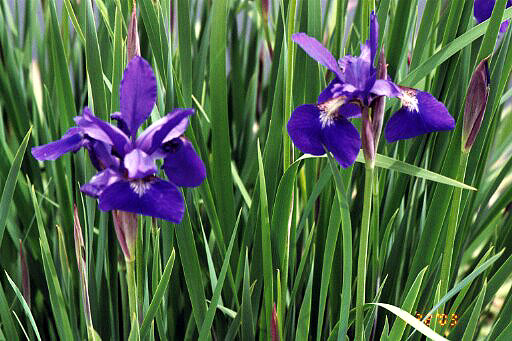 Irises