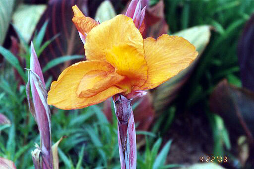 Iris