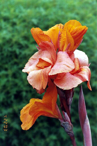 Iris