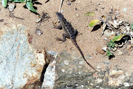 Lizard -- Real or Fake?