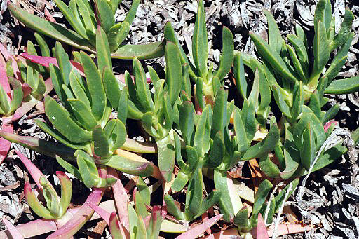 Iceplant