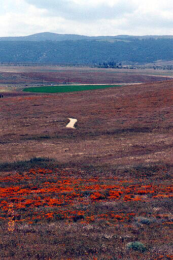 Colorful Alignment At California Poppy Reserve