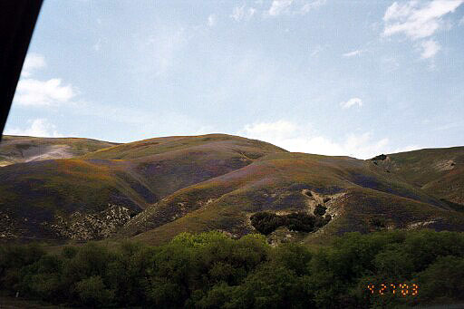 Poppy and Lupine Covered Hillsides Along I-5, Near Gorman