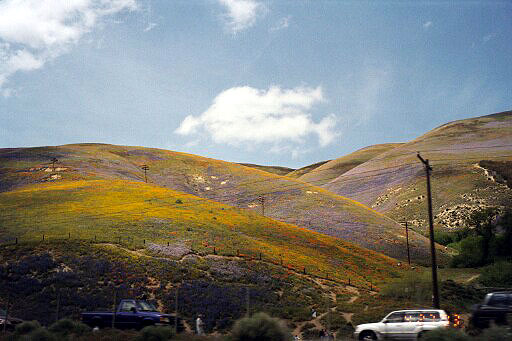 Poppy and Lupine Covered Hillsides Along I-5, Near Gorman