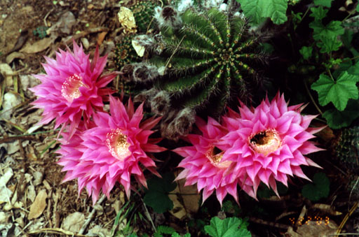 Cactus